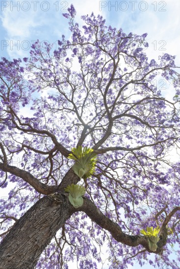 Beautiful rosewood tree (Jacaranda mimosifolia) in full bloom with magical purple-blue flowers. A large antler fern (Platycerium) grows on the tree trunk. This picture of botanical beauty was taken in Murwillumbah. Murwillumbah, NSW, Australia