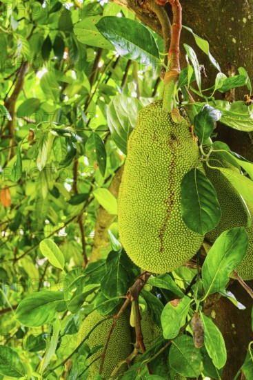 Jackfruit or Nangka (Artocarpus heterophyllus) plantation, Kandy, Sri Lanka