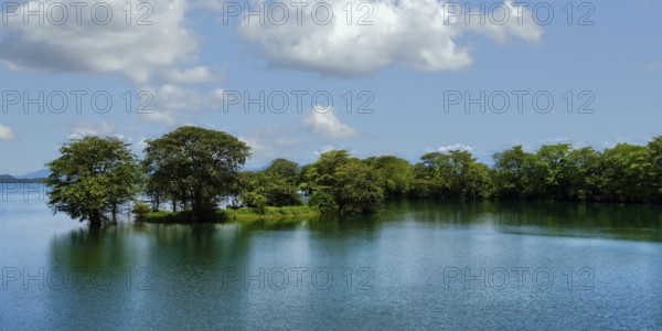 Trees growing in the water of the Uda Walawe lake reservoir, Uda Walawe, Sri Lanka