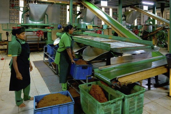 Women working in Glenloch tea factory, Nuwara Eliya, Sri Lanka