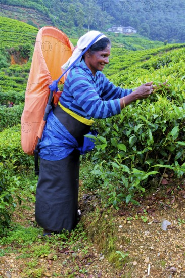 Tea picker harvesting in the Glenloch tea factory, Nuwara Eliya, Sri Lanka