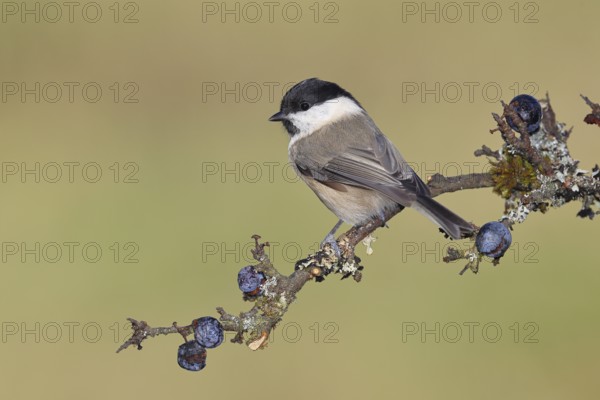 Willow tit (Parus montanus), sitting on a branch in a blackthorn bush, (Prunus spinosa), sloes, with ripe fruit, autumn, wildlife, animals, birds, Wilnsdorf, North Rhine-Westphalia, Germany