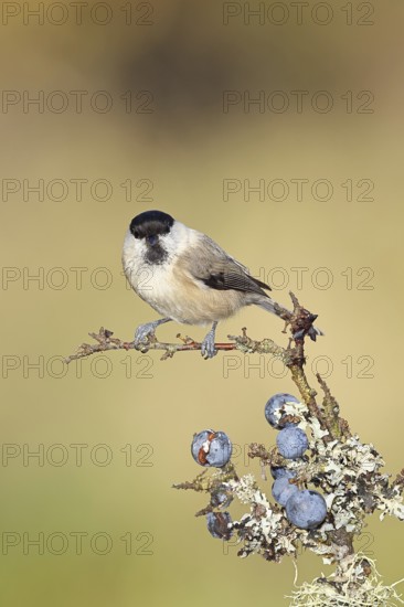 Willow tit (Parus montanus), sitting on a branch in a blackthorn bush, (Prunus spinosa), sloes, with ripe fruit, autumn, wildlife, animals, birds, Wilnsdorf, North Rhine-Westphalia, Germany