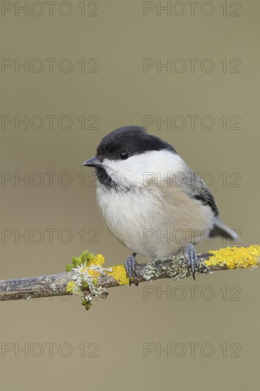 Willow tit (Parus montanus), willow tit (Parus montanus) sitting on a branch covered with moss and lichens, wildlife, animals, birds, Wilnsdorf, North Rhine-Westphalia, Germany