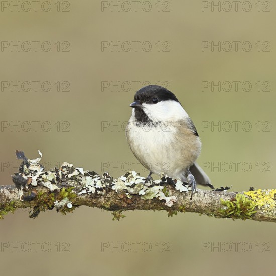 Willow tit (Parus montanus), willow tit (Parus montanus) sitting on a branch covered with moss and lichens, wildlife, animals, birds, Wilnsdorf, North Rhine-Westphalia, Germany
