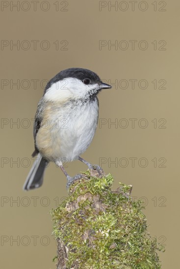 Willow tit (Parus montanus), willow tit (Parus montanus) sitting on a branch covered with moss, wildlife, animals, birds, Wilnsdorf, North Rhine-Westphalia, Germany