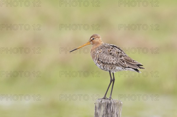 Blacktail (Limosa limosa), sitting room, on a fence post, snipe birds, wildlife, nature photography, wetland, ox moor, DÃ¼mmer See, Lembruch, Lower Saxony, Germany