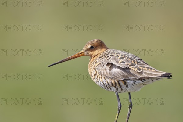 Blacktail (Limosa limosa), sitting room, on a fence post, snipe birds, animal portrait, wildlife, nature photography, wetland, oxmoor, DÃ¼mmer See, Lembruch, Lower Saxony, Germany