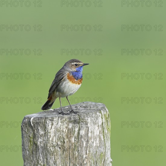 Bluethroat (Luscinia svecica cyanecula), male, on a pasture fence post, wildlife, lembruch, ox moor, DÃ¼mmer nature park Park, Lower Saxony, Germany