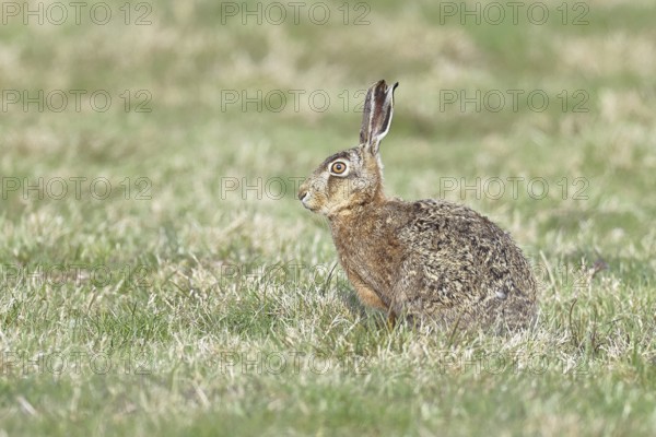 Brown hare (Lepus europaeus) sitting in a meadow, North Rhine-Westphalia, Germany