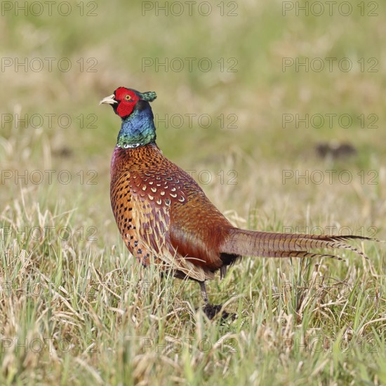 Pheasant, hunting pheasant (Phasianus colchicus), adult male bird in a meadow, wildlife, lembruch, ox moor, DÃ¼mmer nature park Park, Lower Saxony, Germany