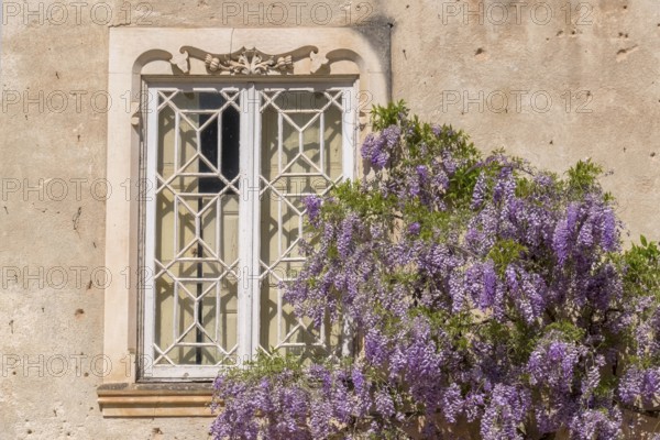 Blooming wisteria on old house wall, Portugal