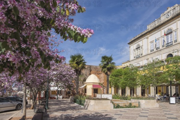An urban square with blooming trees and historic buildings on a clear day, City Hall and PraÃ§a Municipio, Silves, Algarve, Portugal