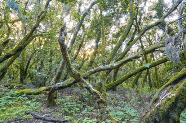 Dense trees with mossy branches in the forest, laurel forest, La Laguna Grande, Garajonay National Park, UNESCO World Heritage Site, Biosphere Reserve, La Gomera, Canary Islands, Spain