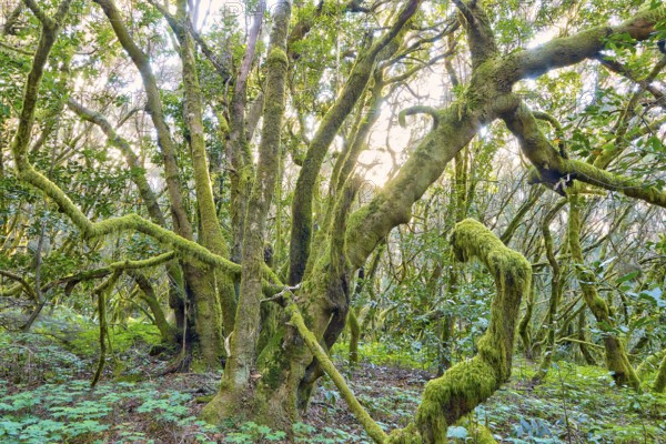 Huge trees covered with moss in the forest, laurel forest, La Laguna Grande, Garajonay National Park, UNESCO World Heritage Site, Biosphere Reserve, La Gomera, Canary Islands, Spain