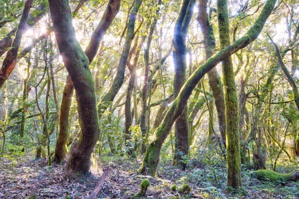Trees in the forest glow golden in sunlight, laurel forest, La Laguna Grande, Garajonay National Park, UNESCO World Heritage Site, Biosphere Reserve, La Gomera, Canary Islands, Spain