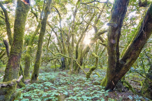 Dense green vegetation with sunlight in the forest, laurel forest, La Laguna Grande, Garajonay National Park, UNESCO World Heritage Site, Biosphere Reserve, La Gomera, Canary Islands, Spain