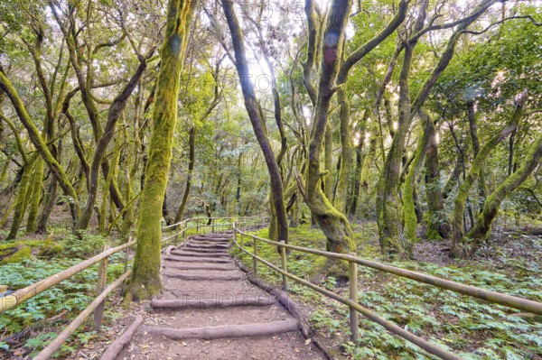 A trail with wooden railings leads through the forest, laurel forest, La Laguna Grande, Garajonay National Park, UNESCO World Heritage Site, Biosphere Reserve, La Gomera, Canary Islands, Spain