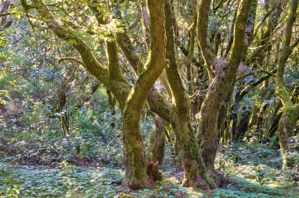 Overgrown trees with moss in a thick forest, laurel forest, La Laguna Grande, Garajonay National Park, UNESCO World Heritage Site, Biosphere Reserve, La Gomera, Canary Islands, Spain