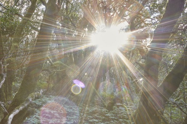 Bright sunlight breaks through the trees in the forest, Laurel Forest, La Laguna Grande, Garajonay National Park, UNESCO World Heritage Site, Biosphere Reserve, La Gomera, Canary Islands, Spain