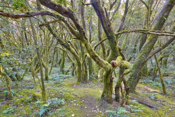 Tangled trees in thick, mossy forest, laurel forest, La Laguna Grande, Garajonay National Park, UNESCO World Heritage Site, Biosphere Reserve, La Gomera, Canary Islands, Spain