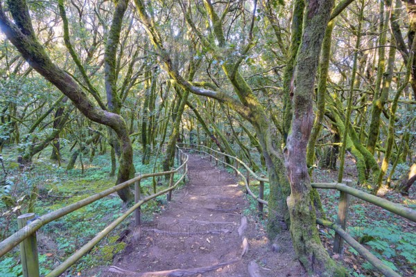 A wooded trail surrounded by mossy trees, laurel forest, La Laguna Grande, Garajonay National Park, UNESCO World Heritage Site, Biosphere Reserve, La Gomera, Canary Islands, Spain