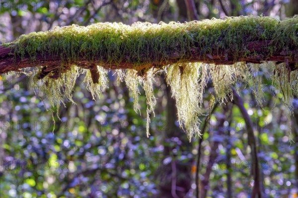 A branch covered with moss in the forest illuminated by sunlight, laurel forest, La Laguna Grande, Garajonay National Park, UNESCO World Heritage Site, Biosphere Reserve, La Gomera, Canary Islands, Spain