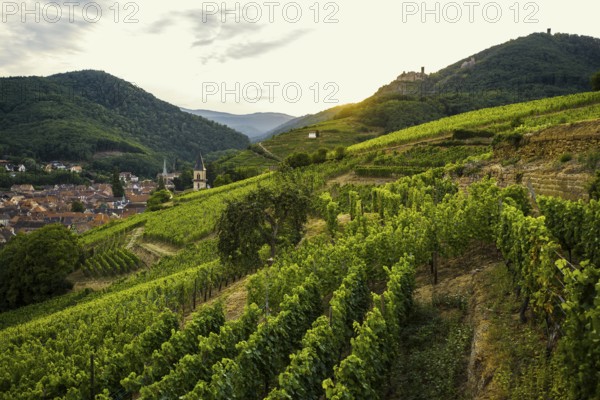 Village in the vineyards at sunset, Ribeauvillé, Haut-Rhin department, Alsace, France