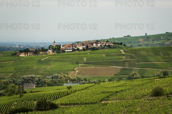 Picturesque village in the vineyards, Zellenberg, Haut-Rhin, Alsace, France