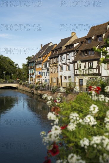 Half-timbered houses on the river, La Petite Venise, Krutenau district, Old Town, Colmar, Alsace, France