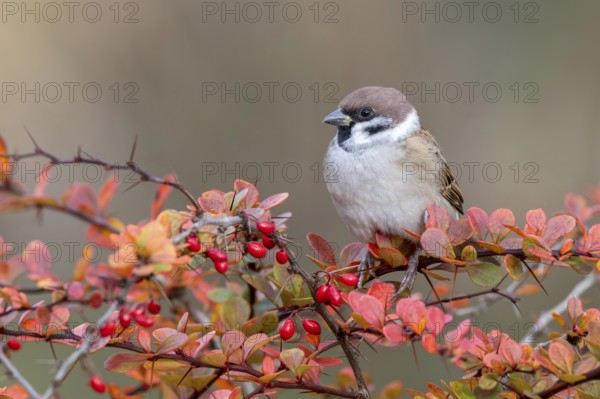 Tree sparrow (Passer montanus) sitting in a barberry bush, Littlewood Ranch, Limbach, Burgenland, Austria