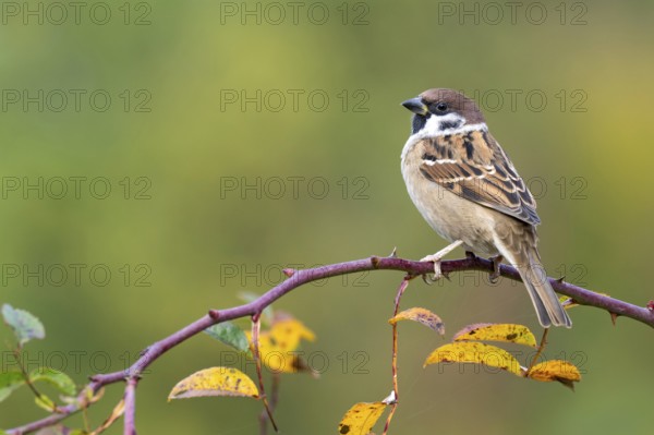 Tree sparrow (Passer montanus) sitting in a wild rose bush, Littlewood Ranch, Limbach, Burgenland, Austria