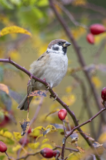 Tree sparrow (Passer montanus) sitting in a wild rose bush, Littlewood Ranch, Limbach, Burgenland, Austria