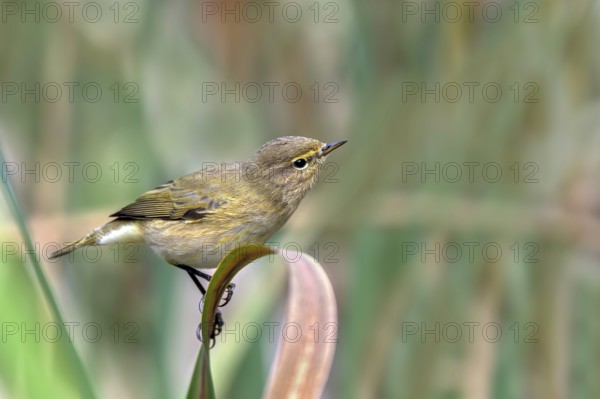 Zilpzalp (Phylloscopus collybita) sitting on a leaf, Littlewood Ranch, Limbach, Burgenland, Austria