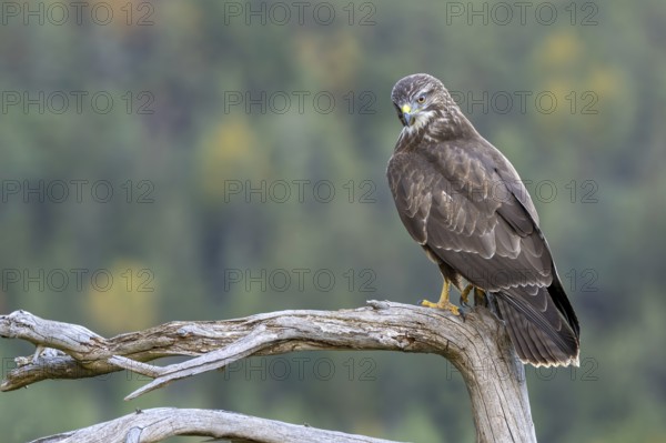 Buzzard (Buteo buteo) sitting on a branch, Terfens, Tyrol, Austria