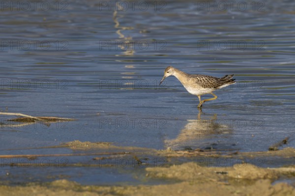 Combat runner (Calidris pugnax) searching for food in shallow water, simple dress, Naturquartier Grosswilfersdorf, Grosswilfersdorf, Styria, Austria