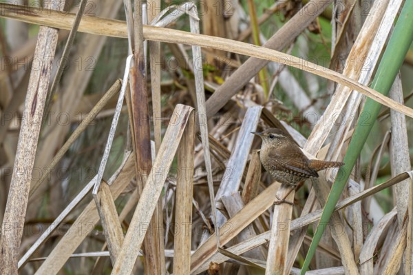 Wren (Troglodytes troglodytes) sitting on the banks of a pond, Littlewood Ranch, Limbach, Burgenland, Austria