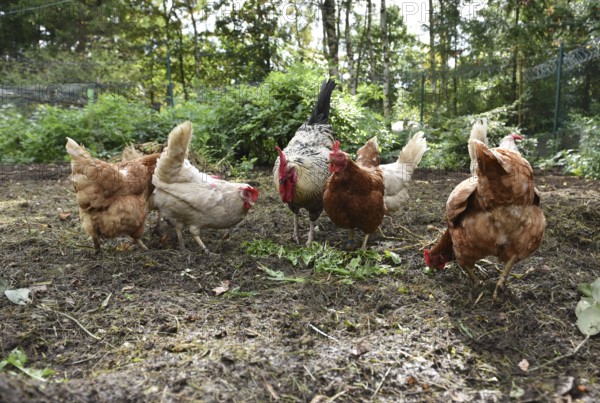 Domestic chickens, Gallus gallus domesticus, with roosters searching for food in outdoor enclosures, Saxony-Anhalt, Germany