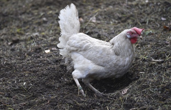 Hen, Gallus gallus domesticus, looking for food in a free-range farm, organic farming, Saxony-Anhalt, Germany