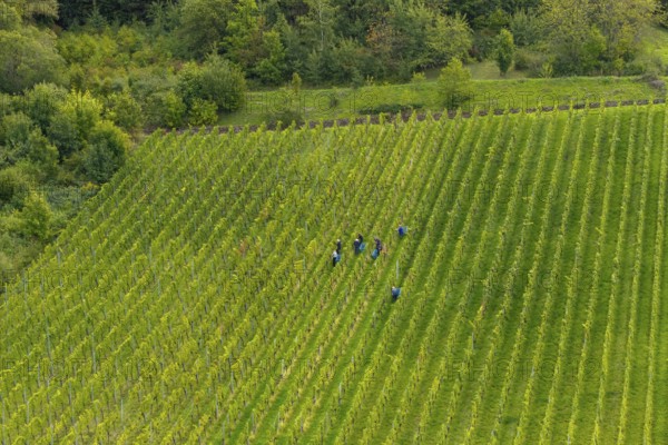 Workers move in an extensive, green vineyard, grape grape harvest, near Korb im Remstal, Baden-WÃ¼rttemberg, Germany