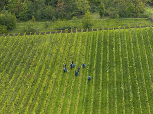 Workers grape harvest grapes in a green vineyard with arranged rows, grape harvest, near Korb im Remstal, Baden-WÃ¼rttemberg, Germany