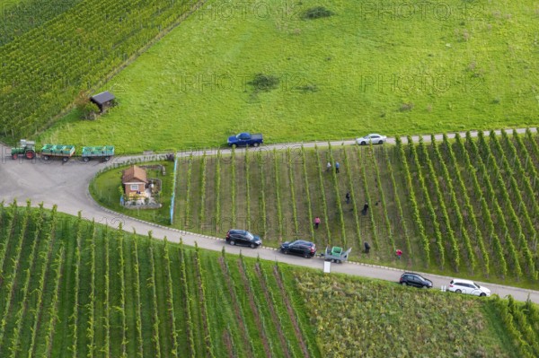 People work in a vineyard, cars park on a road next to the vines, grape grape harvest, near Korb im Remstal, Baden-WÃ¼rttemberg, Germany