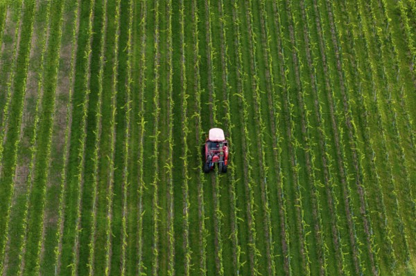 A grape harvester drives through orderly green fields, plants planted in straight lines, grape grape harvest, near Korb im Remstal, Baden-WÃ¼rttemberg, Germany