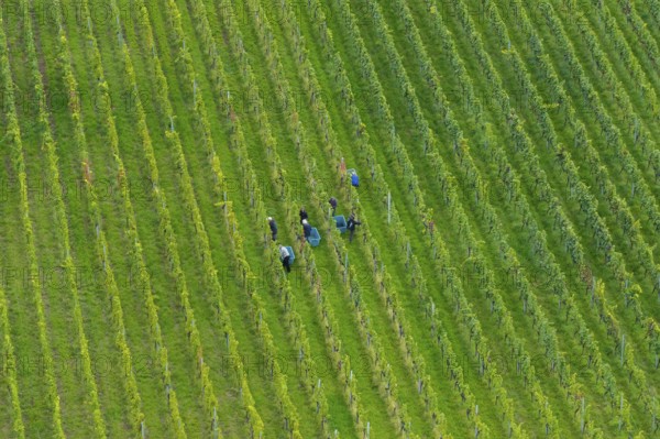 People work in a green vineyard from a bird's eye view, grape grape harvest, near Korb im Remstal, Baden-WÃ¼rttemberg, Germany