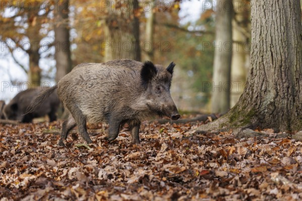 Wild boar (Sus scrofa), Germany