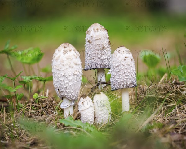 Schopf tintling (Coprinus comatus), Germany