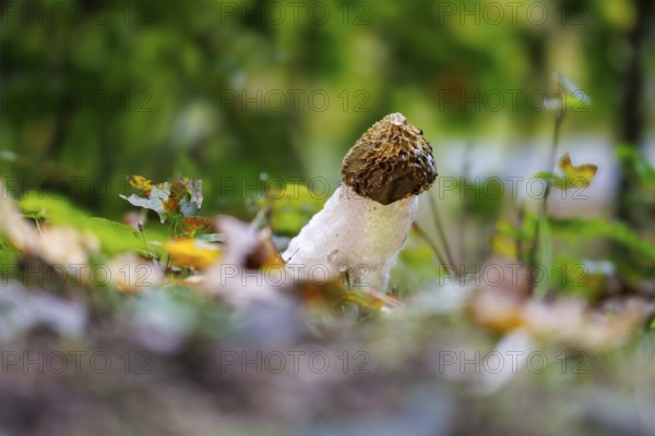 Common stink morel (Phallus impudicus), Germany