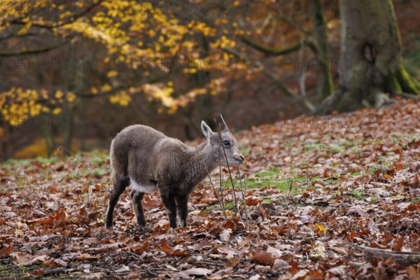 Young alpine ibex (Capra ibex), Germany