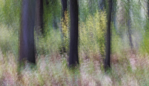 In the beech forest (ICM), Germany