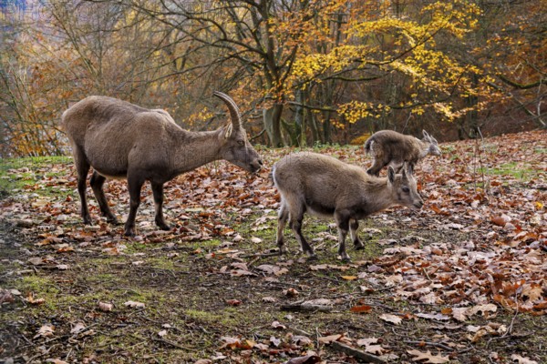 Alpine ibex (Capra ibex) with young animals, Germany